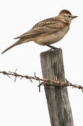 Red-capped Lark