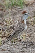 Red-capped Lark