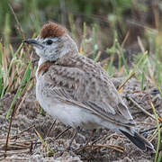 Red-capped Lark