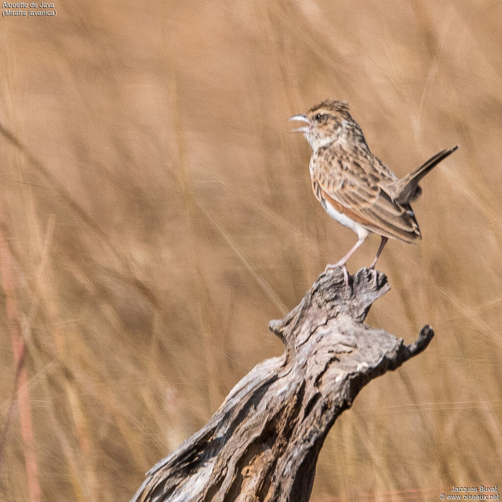 Singing Bush Lark male adult breeding, identification, aspect, pigmentation, courting display, song