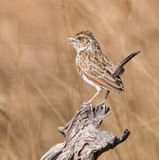 Horsfield's Bush Lark