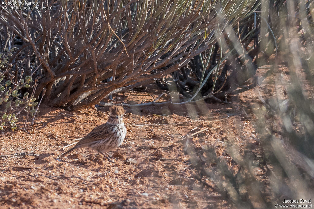 Karoo Larkadult