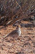 Karoo Lark