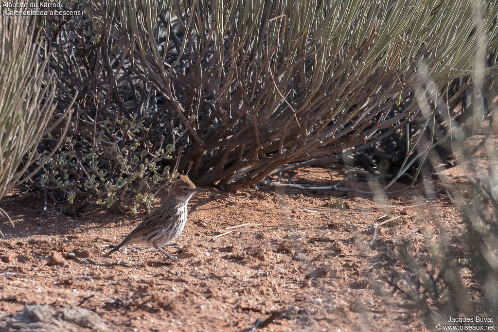 Karoo Larkadult