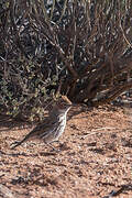 Karoo Lark