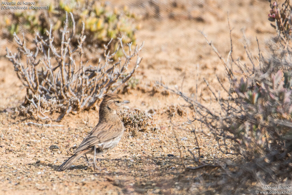 Karoo Larkadult