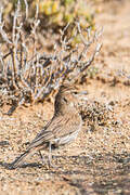 Karoo Lark