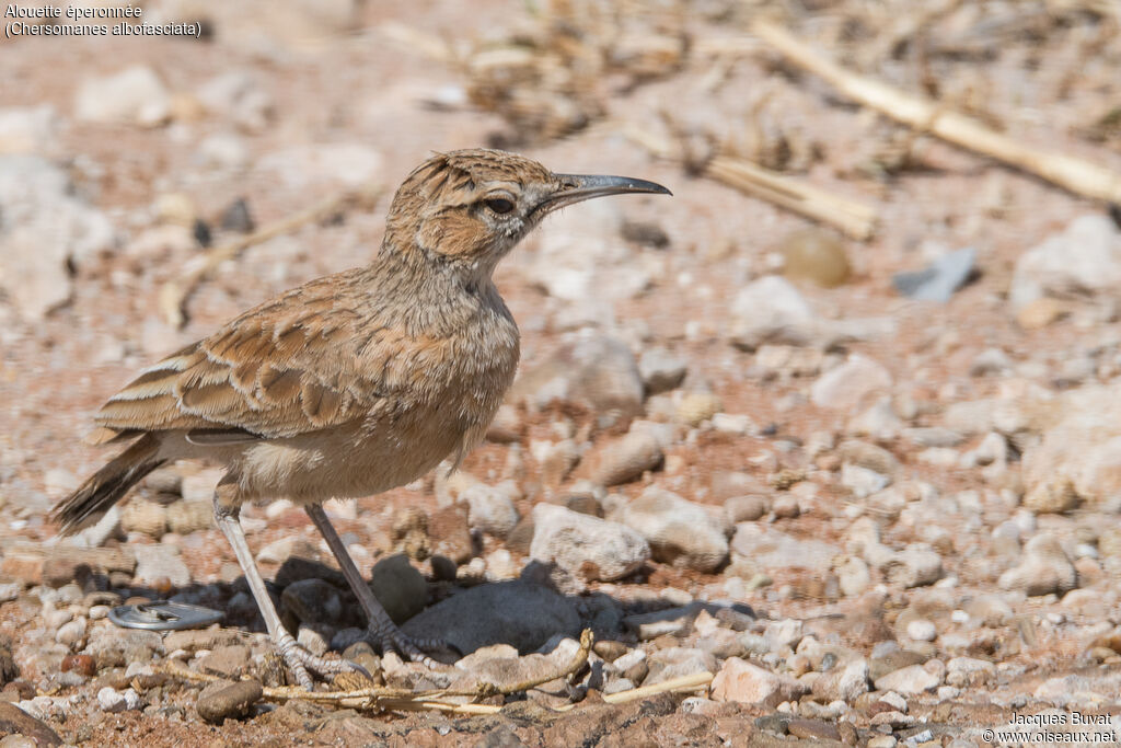 Spike-heeled Lark male adult