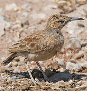 Spike-heeled Lark