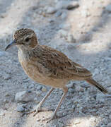 Spike-heeled Lark