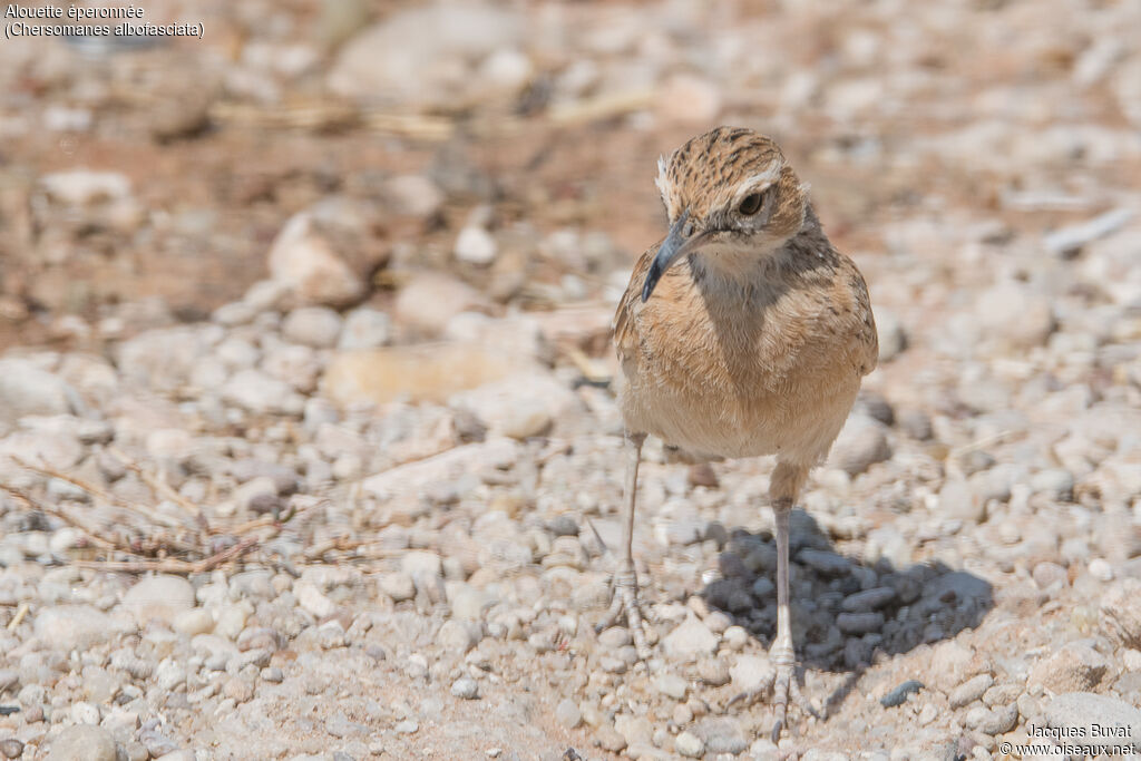 Spike-heeled Larkadult