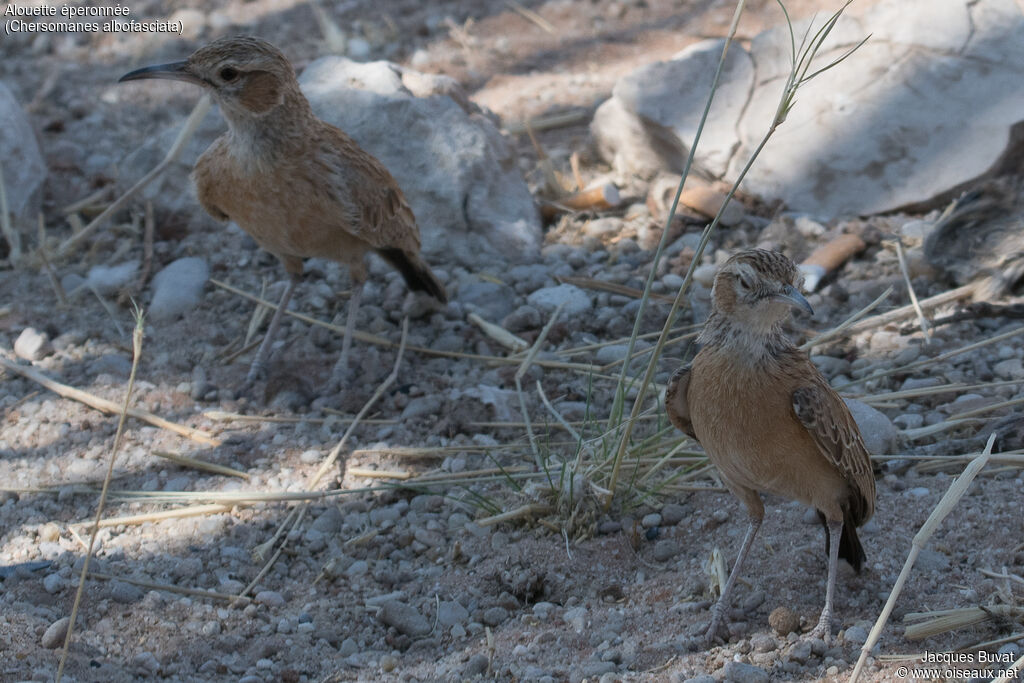 Spike-heeled Larkadult