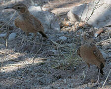 Spike-heeled Lark