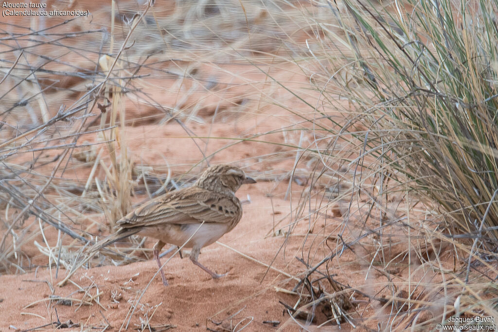 Fawn-colored Larkadult