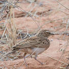 Alouette fauve
