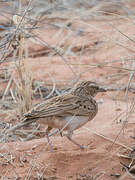 Fawn-colored Lark