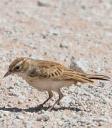 Fawn-colored Lark