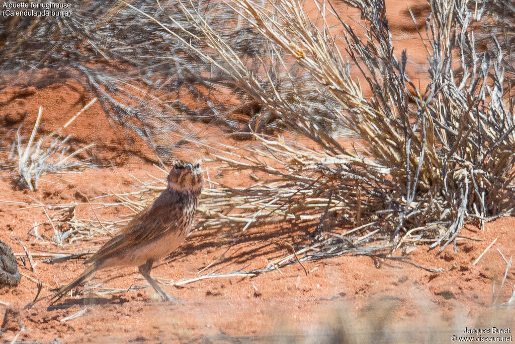 Red Larkadult