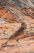 Red Lark