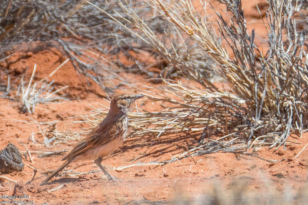 Red Larkadult