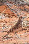 Red Lark