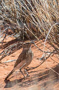 Red Lark