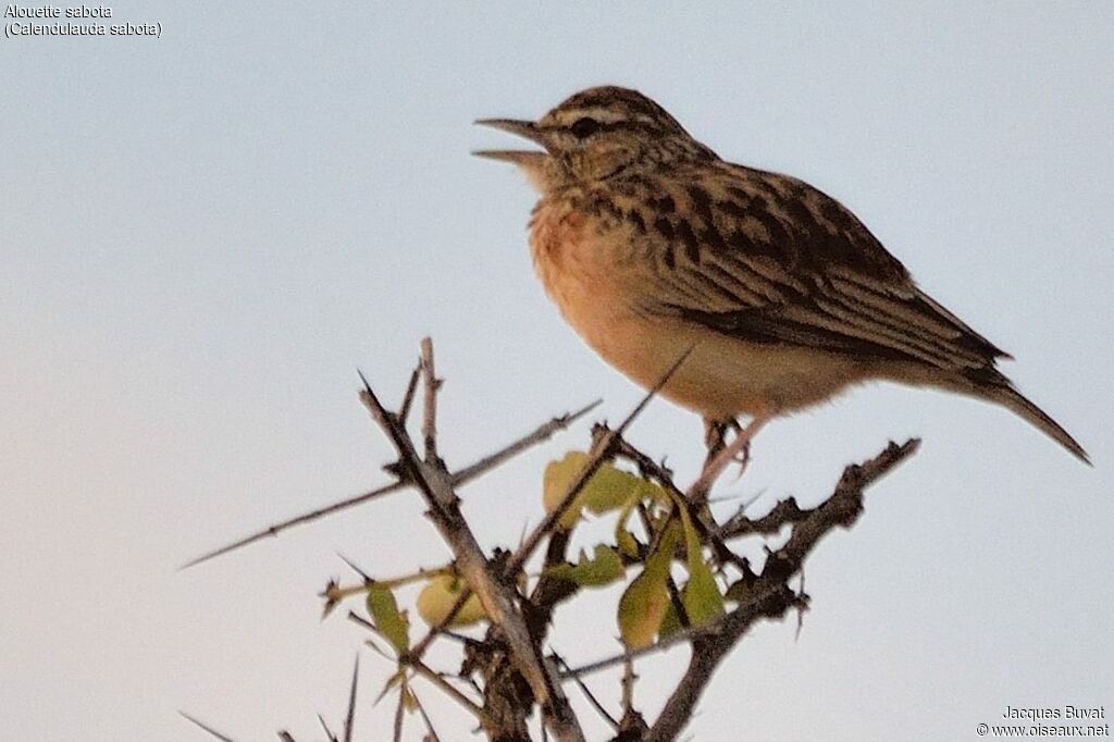 Sabota Larkadult, identification, song