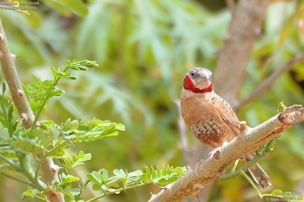 Cut-throat Finch male adult