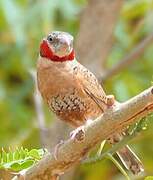 Cut-throat Finch