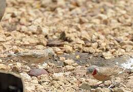 Cut-throat Finch