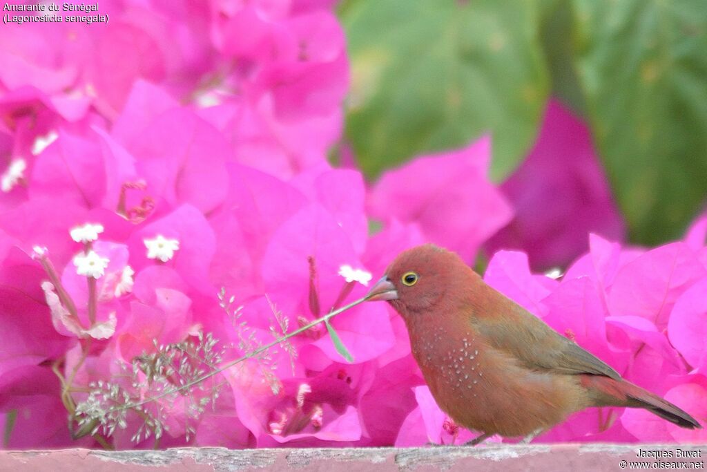 Red-billed Firefinchadult