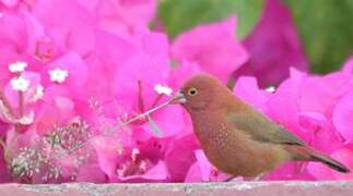 Red-billed Firefinch