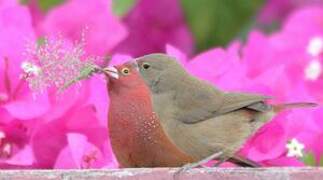 Red-billed Firefinch