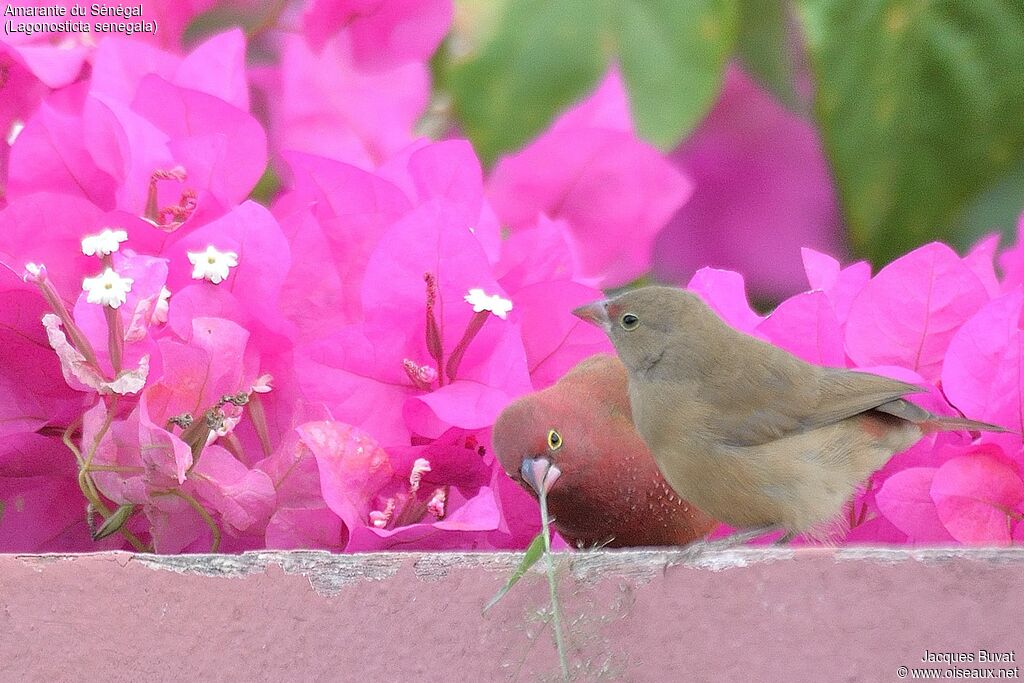 Red-billed Firefinch adult