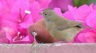 Red-billed Firefinch