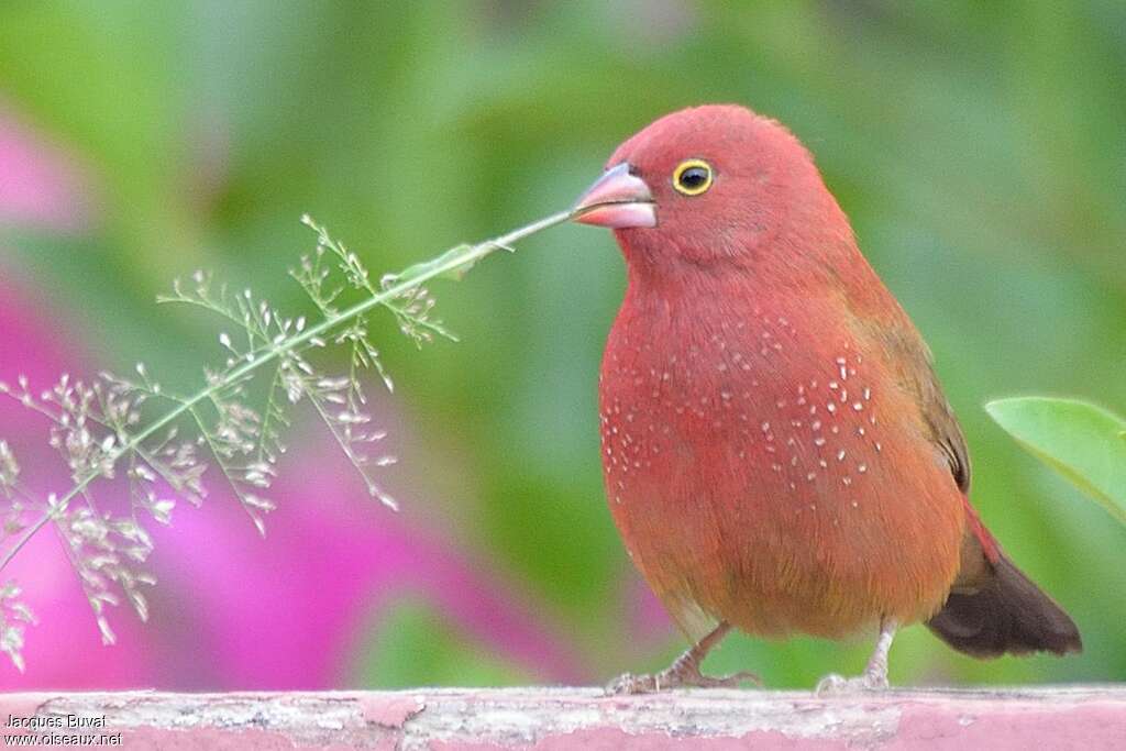 Red-billed Firefinch male adult, feeding habits