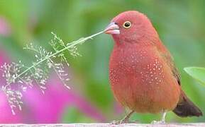 Red-billed Firefinch