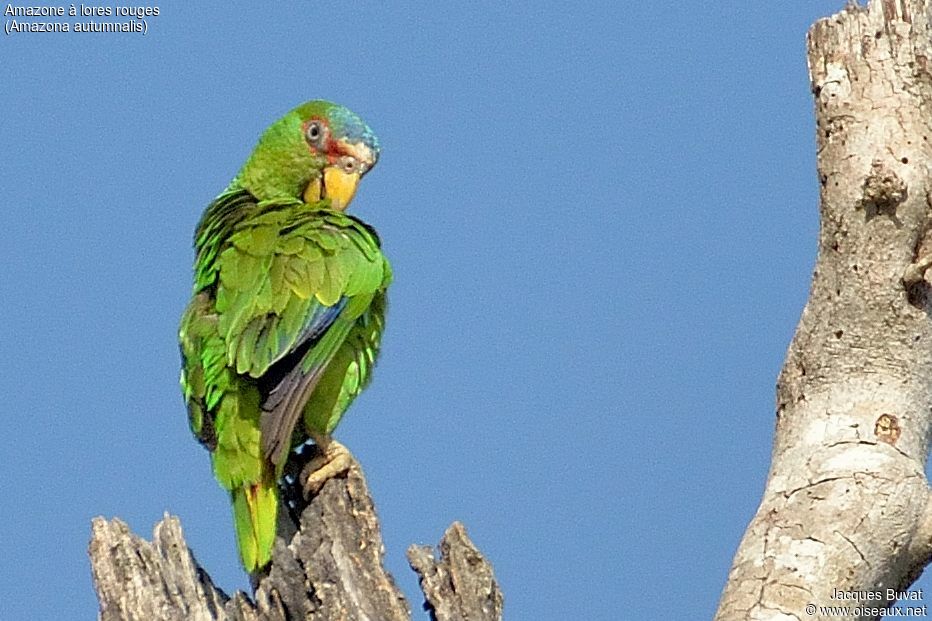 Red-lored Amazonadult, identification, care, aspect, pigmentation