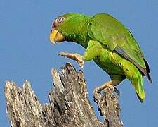 Red-lored Amazon