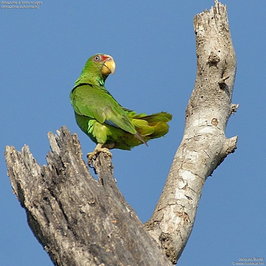 Red-lored Amazonadult, identification, aspect, pigmentation