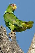 Red-lored Amazon