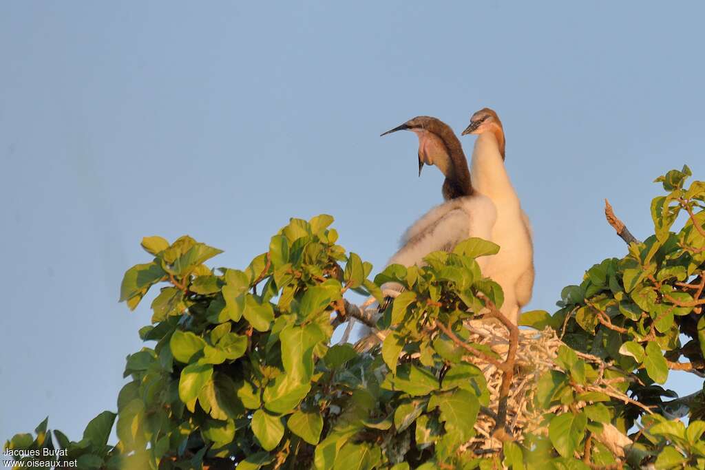 Anhinga d'AfriquePoussin, Nidification