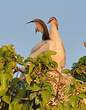 Anhinga d'Afrique