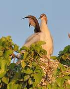 African Darter