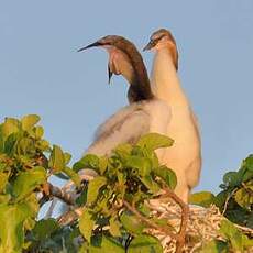 Anhinga d'Afrique