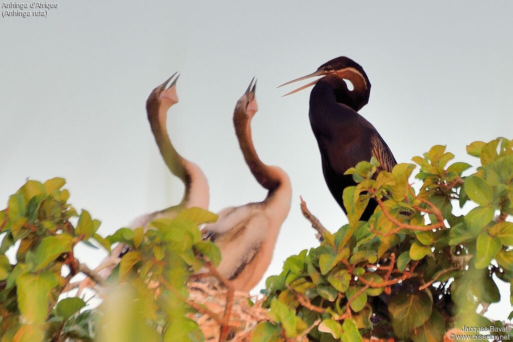 Anhinga d'Afrique