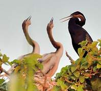 Anhinga d'Afrique