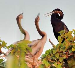 Anhinga d'Afrique