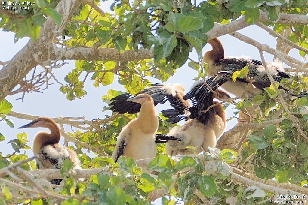 Anhinga d'Afriquejuvénile