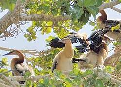 African Darter